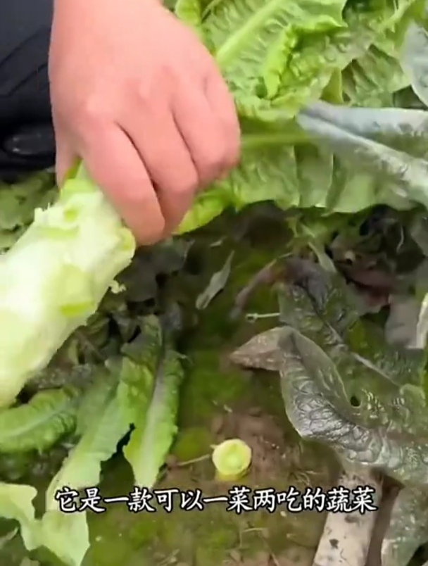 莴笋是四季菜,茎和叶子都是宝,耐寒营养高!