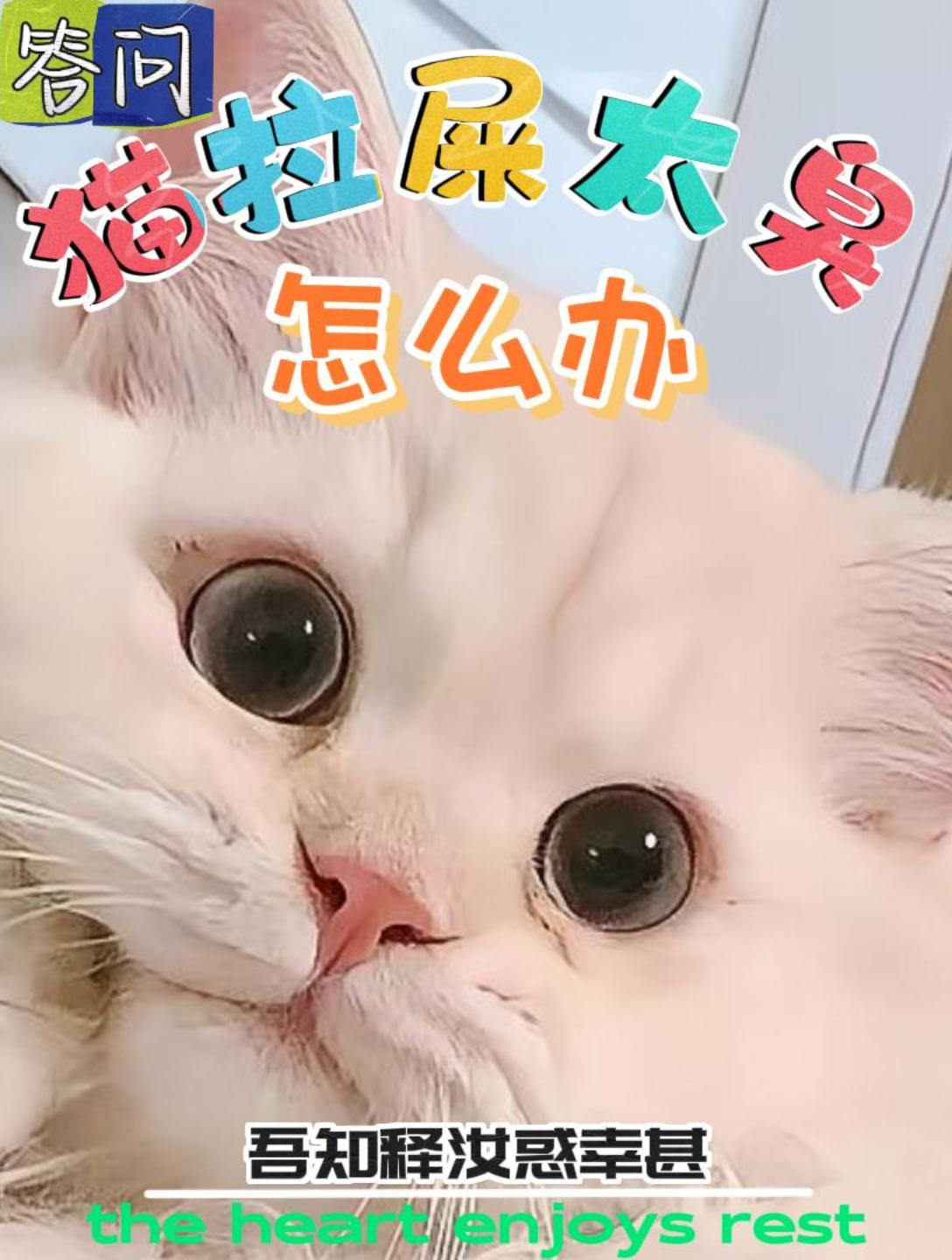 猫咪拉屎太太太臭怎么办