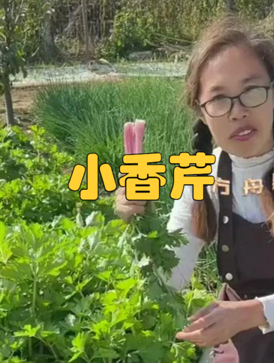 比普通的芹菜更香,现在正是种植的好季节小香芹