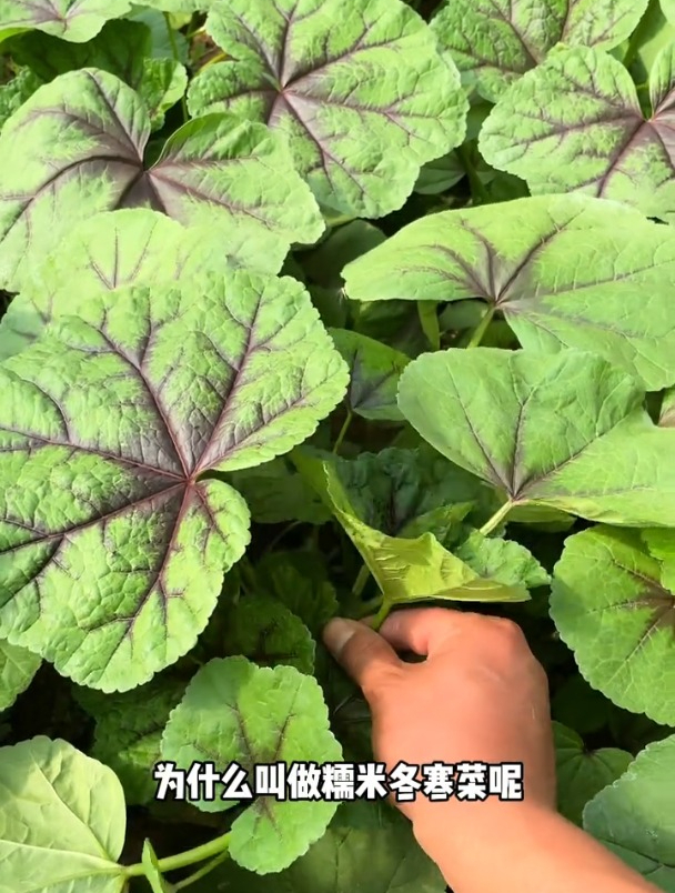 冬寒菜天气越冷长势越强,现在种一点,寒冬腊月也有新鲜蔬菜吃