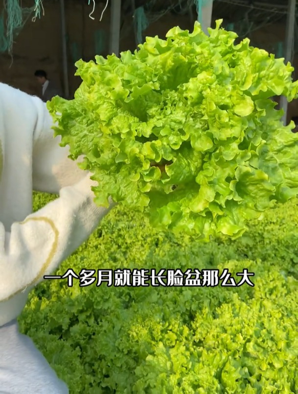 一个多月就能长脸盆那么大,撒籽浇水四季种植,说的就是大速生菜