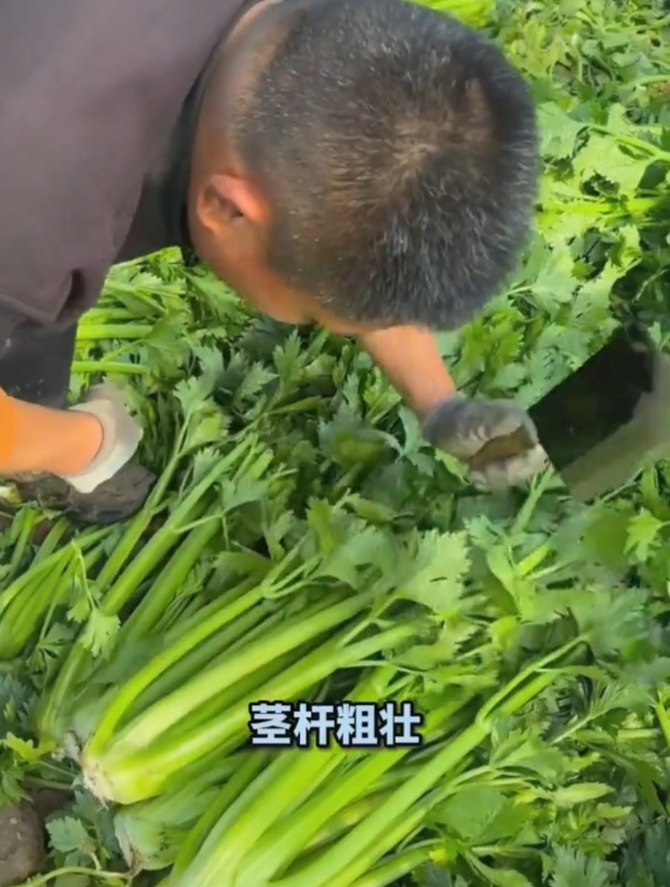 西芹枝干粗汁水多,种一次能吃大半年,芹菜汁是一绝!