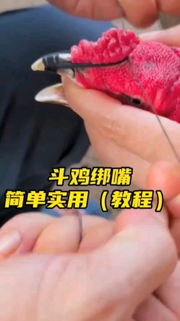 斗鸡绑嘴教程来了,简单实用,能保护斗鸡的嘴壳,又不影响发挥!
