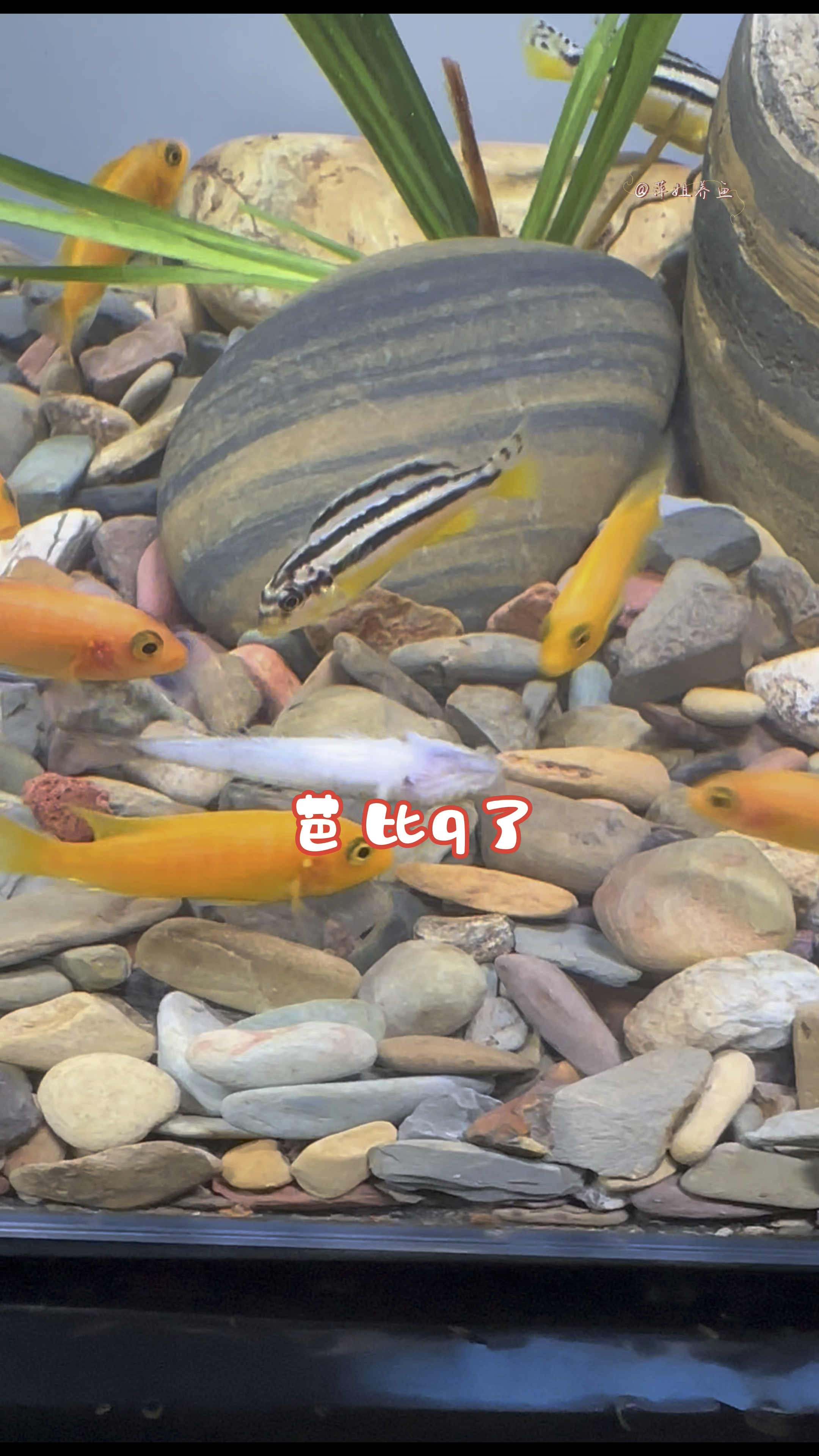 完了,芭比Q了#水族#养鱼日记 #鱼缸里的大自然