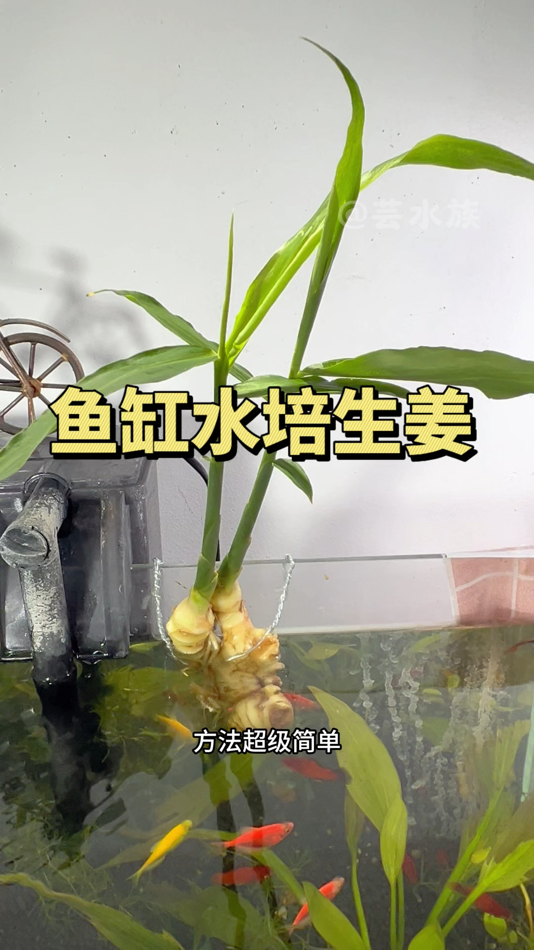 在鱼缸里水培生姜好看又能去腥。#水族#水培生姜 #养鱼日记