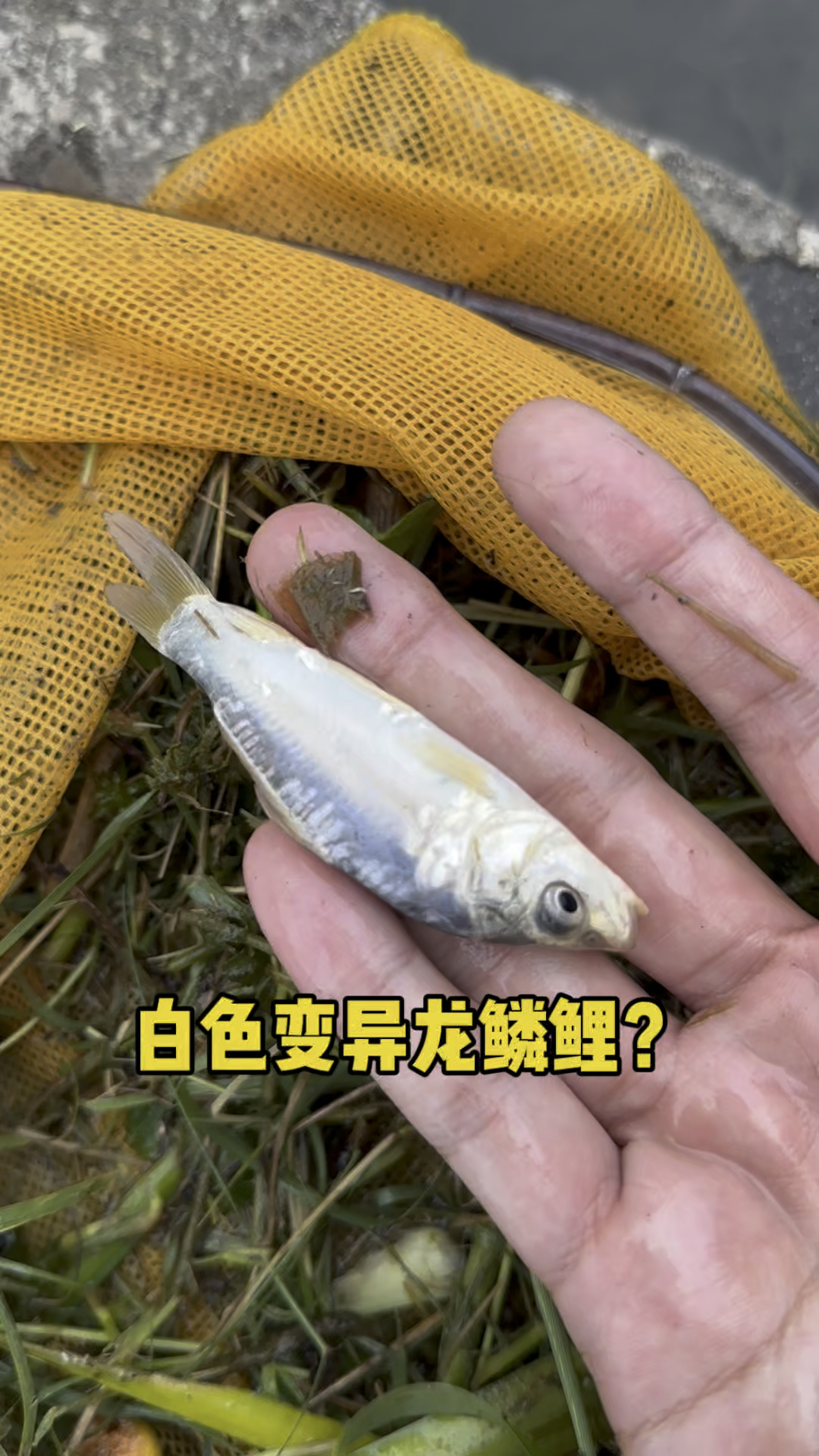 白色变异龙鳞鲤鱼