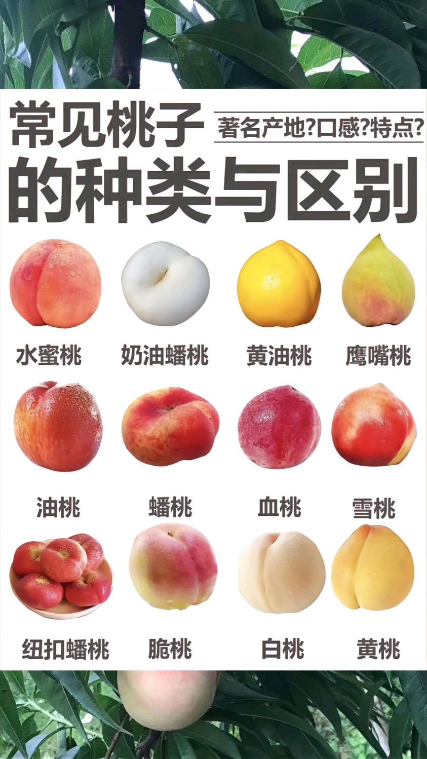 比较经典的几个桃子品种的区别与特点汇总介绍