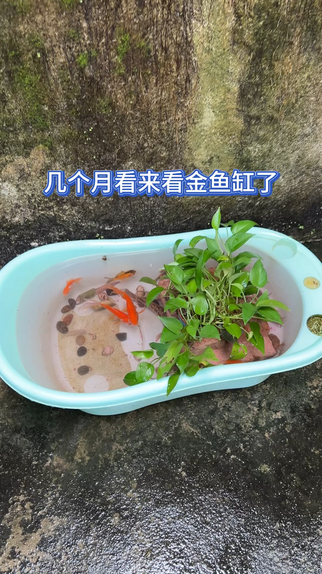 几个月没看的金鱼缸