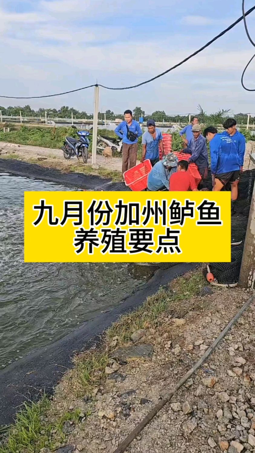 九月份加州鲈鱼养殖要点