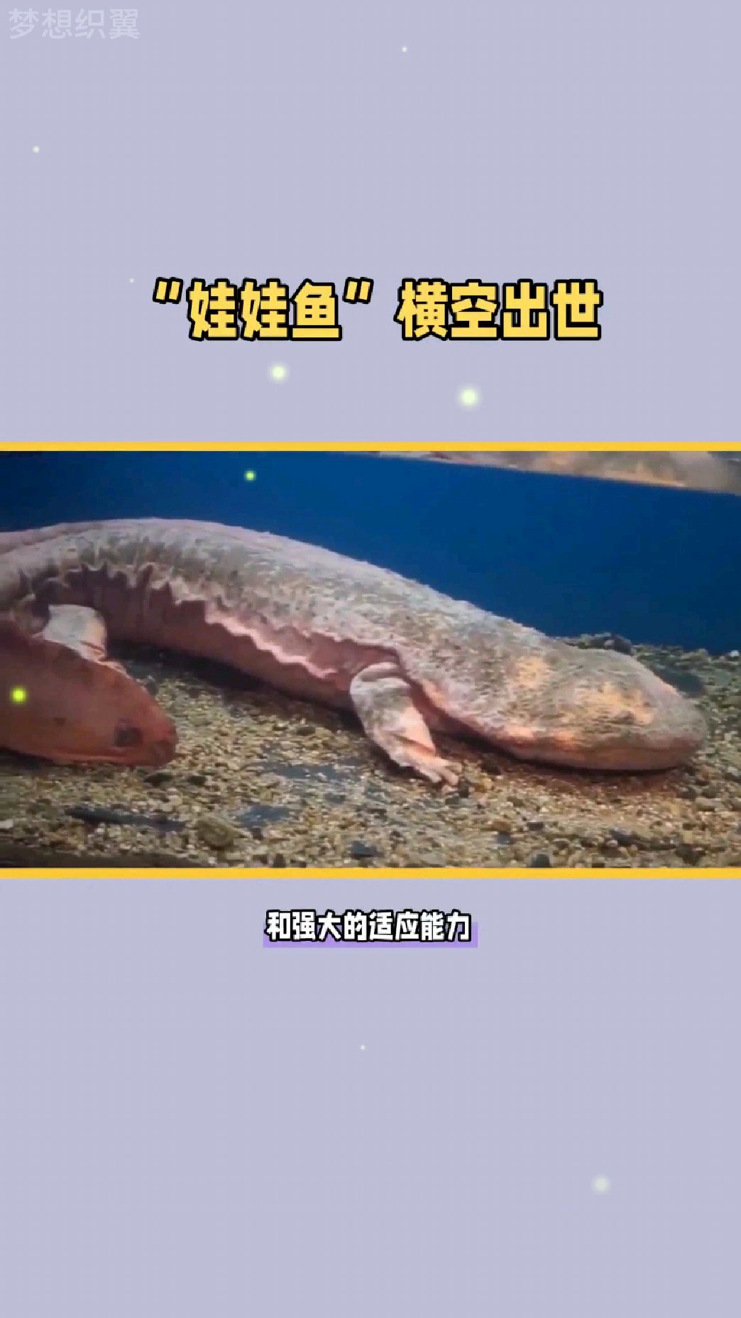 大鲵,因叫声像娃娃,又被称为娃娃鱼