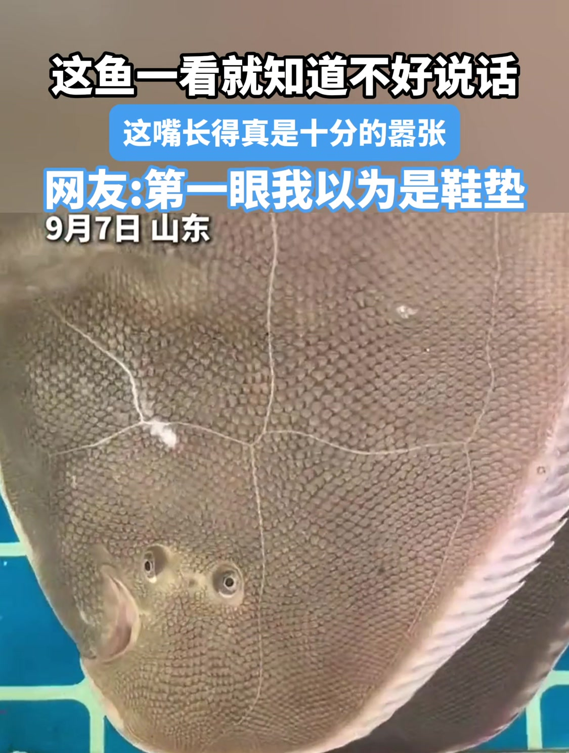 这鱼一看就知道不好说话,这嘴长得真是十分的嚣张,我以为是鞋垫
