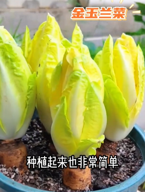 金玉兰菜不仅味道鲜美,而且营养丰富,种植非常简单