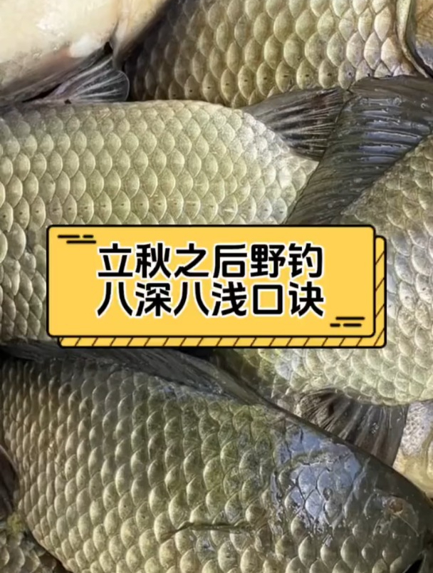 立秋之后野钓八深八浅口诀,学会就能钓大鱼!