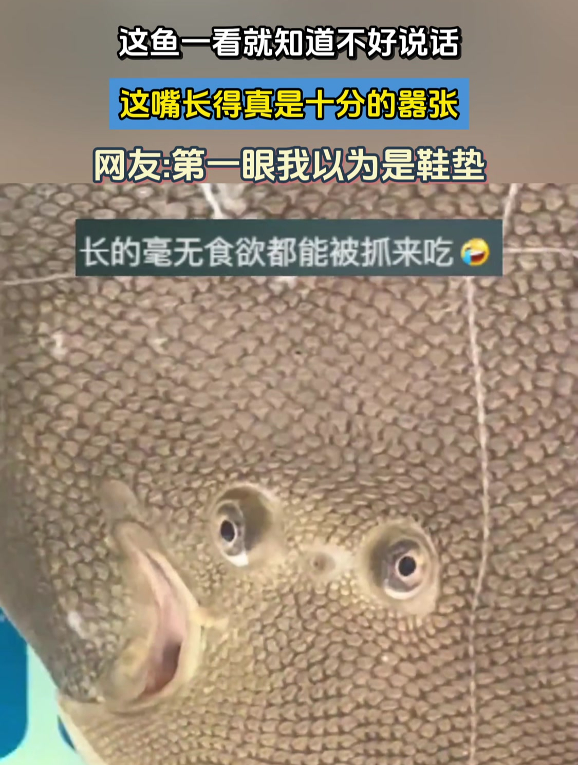 这鱼一看就知道不好说话 嘴长得真是十分的嚣张