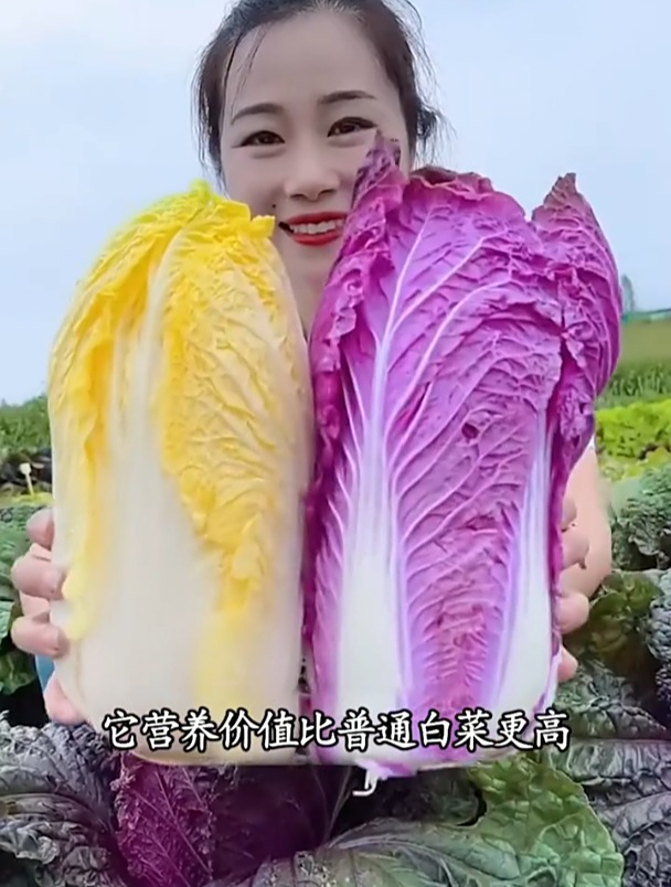 这种紫色大白菜,单个长到10斤重,媳妇种了几棵全家都爱吃