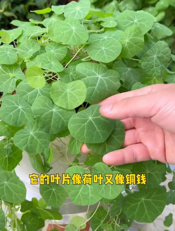 往土里一放,很快就能拥有一面绿色背景墙,它就是山乌龟
