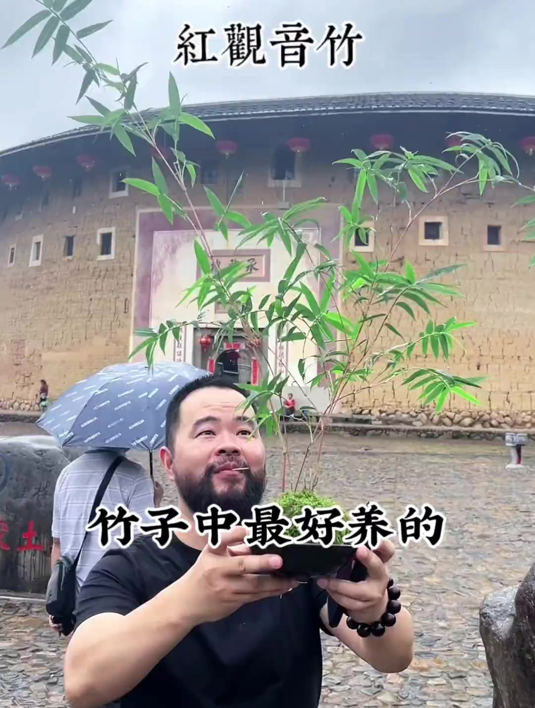 新手小白入手竹子盆栽,最怕的就是卷叶黄叶