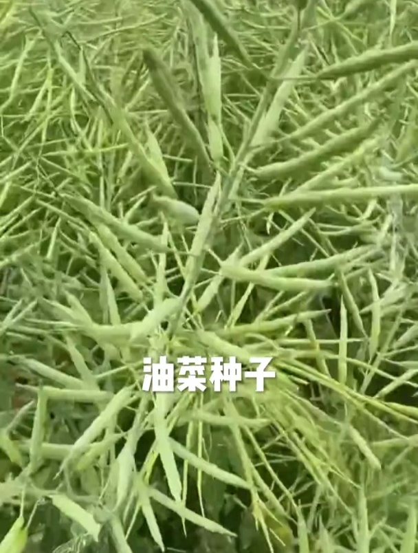 这种油菜,抗病抗倒,高产高出油率,榨出来的油都说味道好!