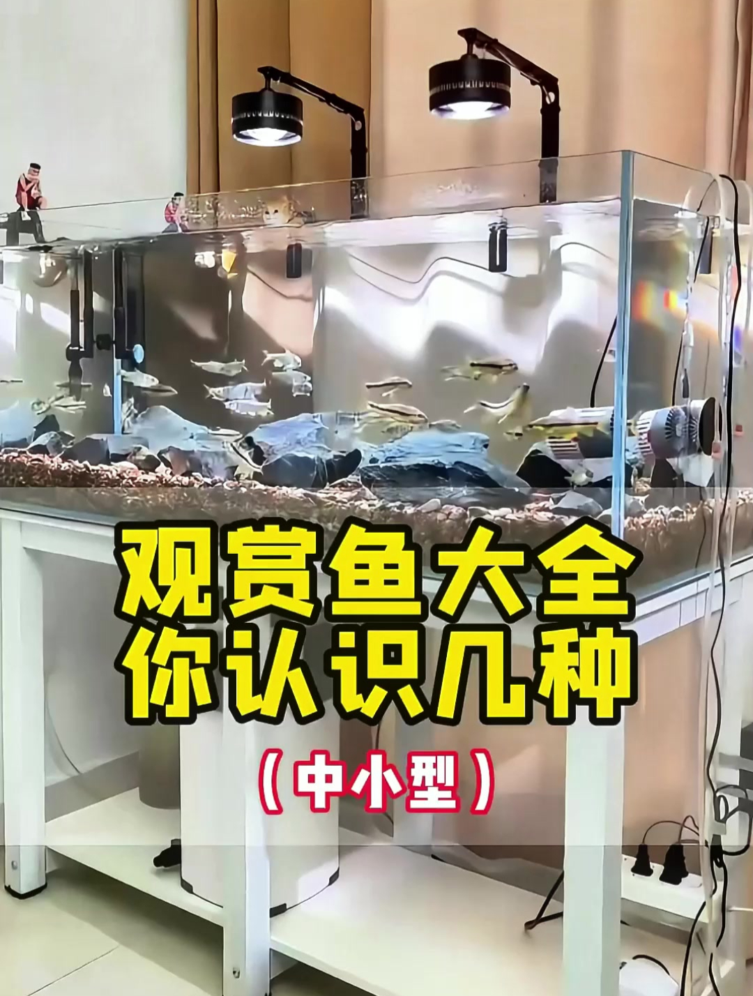 观赏鱼大全集,你来认一认有几种?
