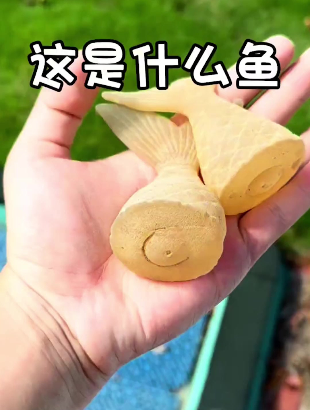 这是什么鱼的尾巴呀