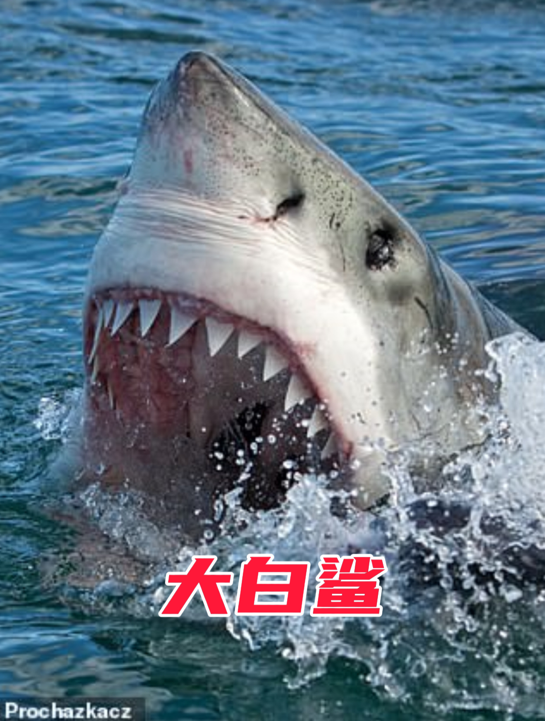 世界上最危险的鲨鱼,大白鲨,一口就能咬穿钢板