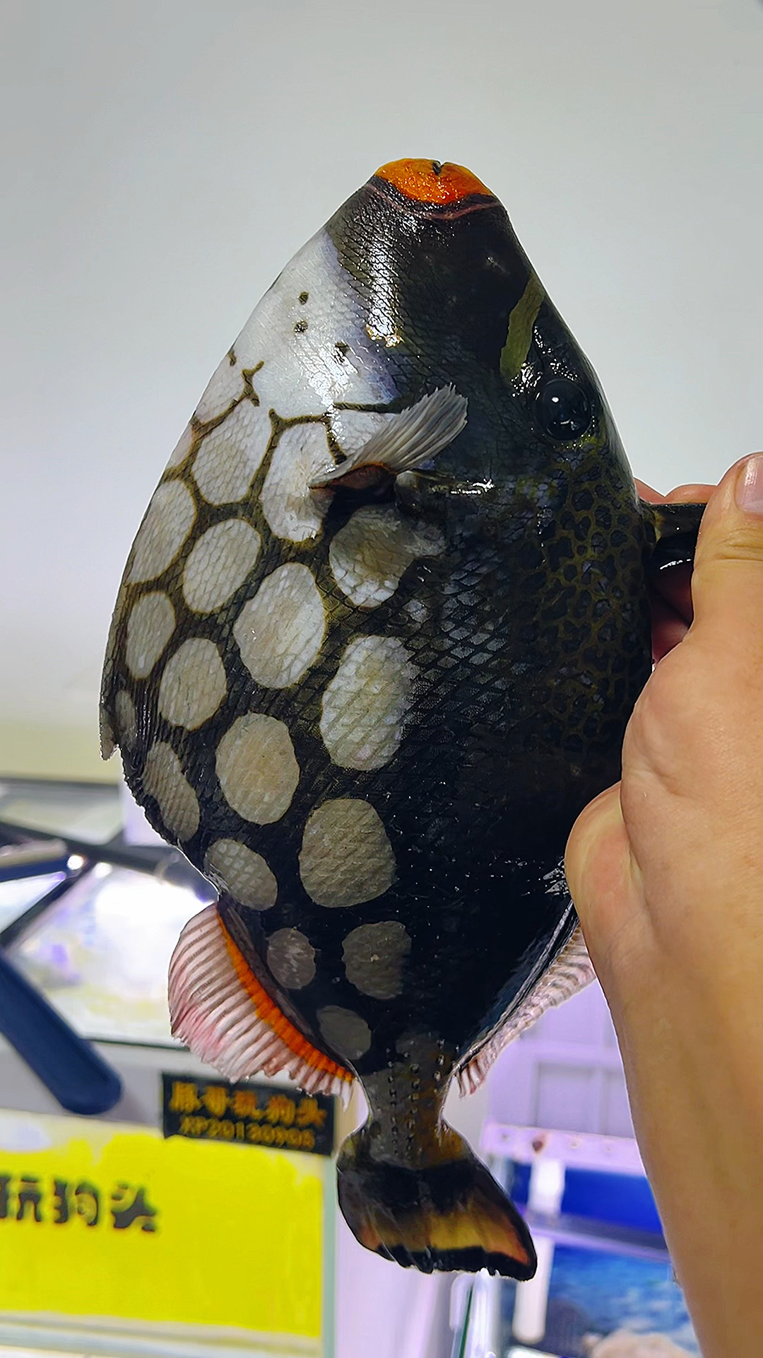 这么大的小丑炮弹鱼便宜给二哈了!