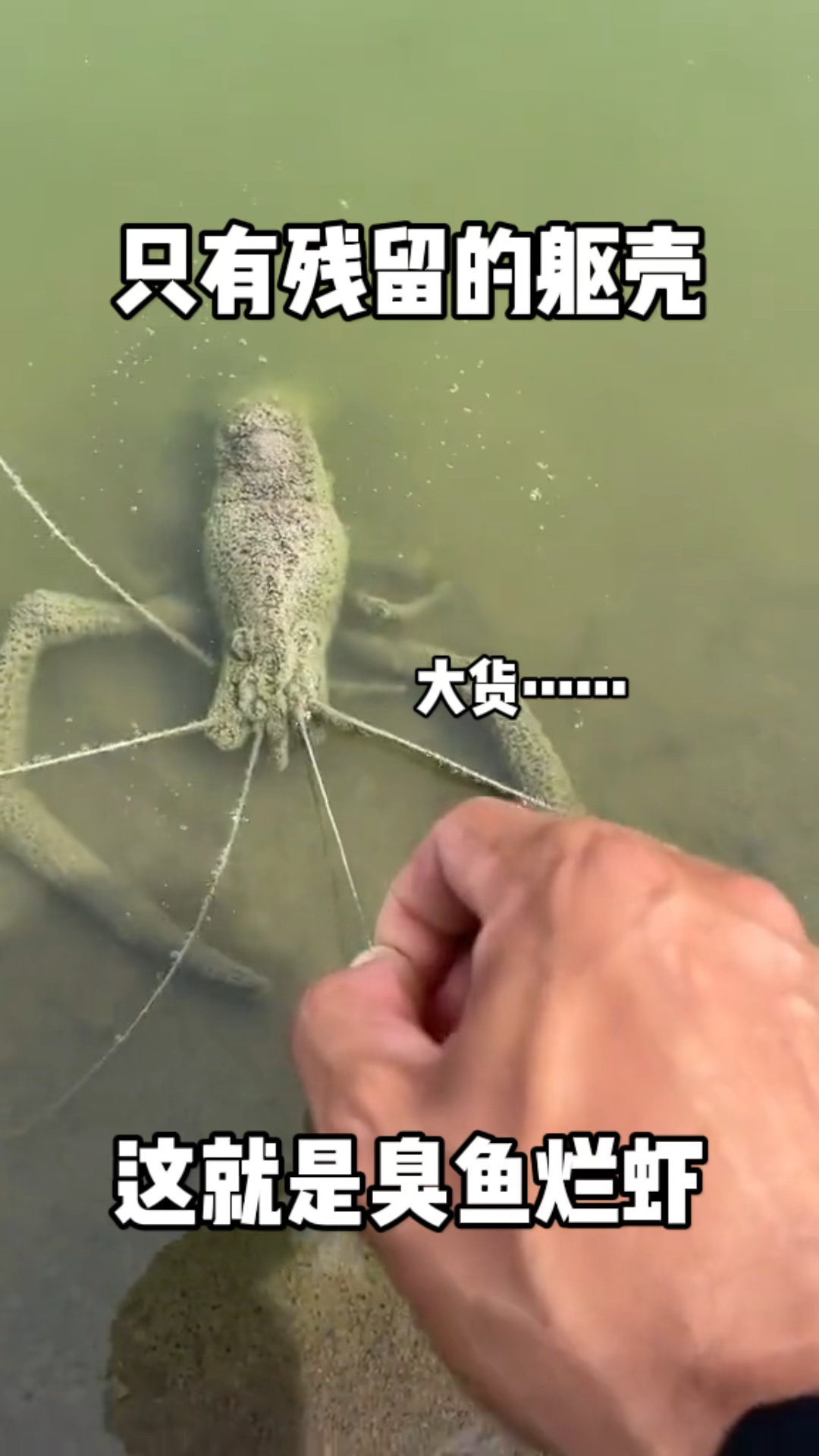 今天只有残留的躯壳!海边发现一大货,臭鱼烂虾中的烂虾?