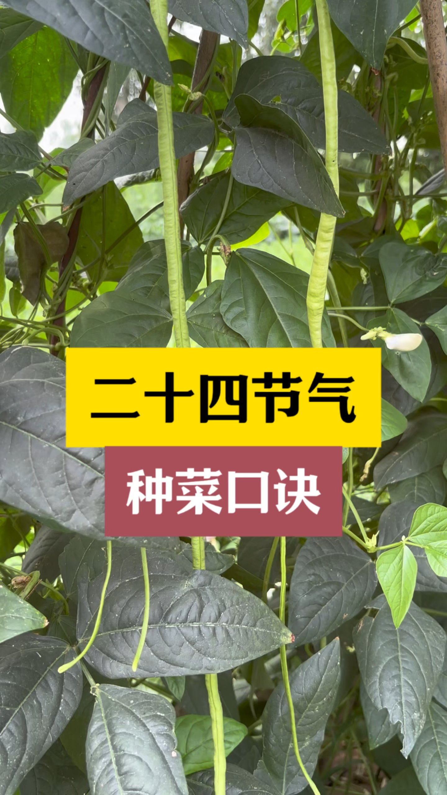 二十四节气种菜口诀