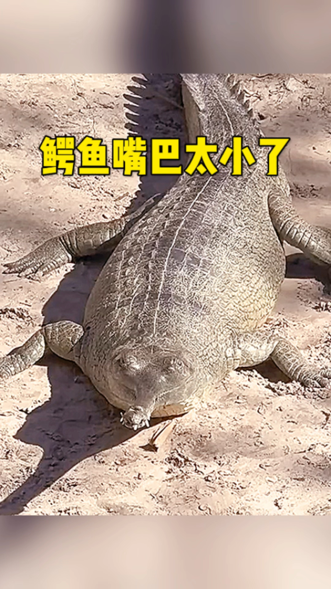 这鳄鱼嘴巴也太小了