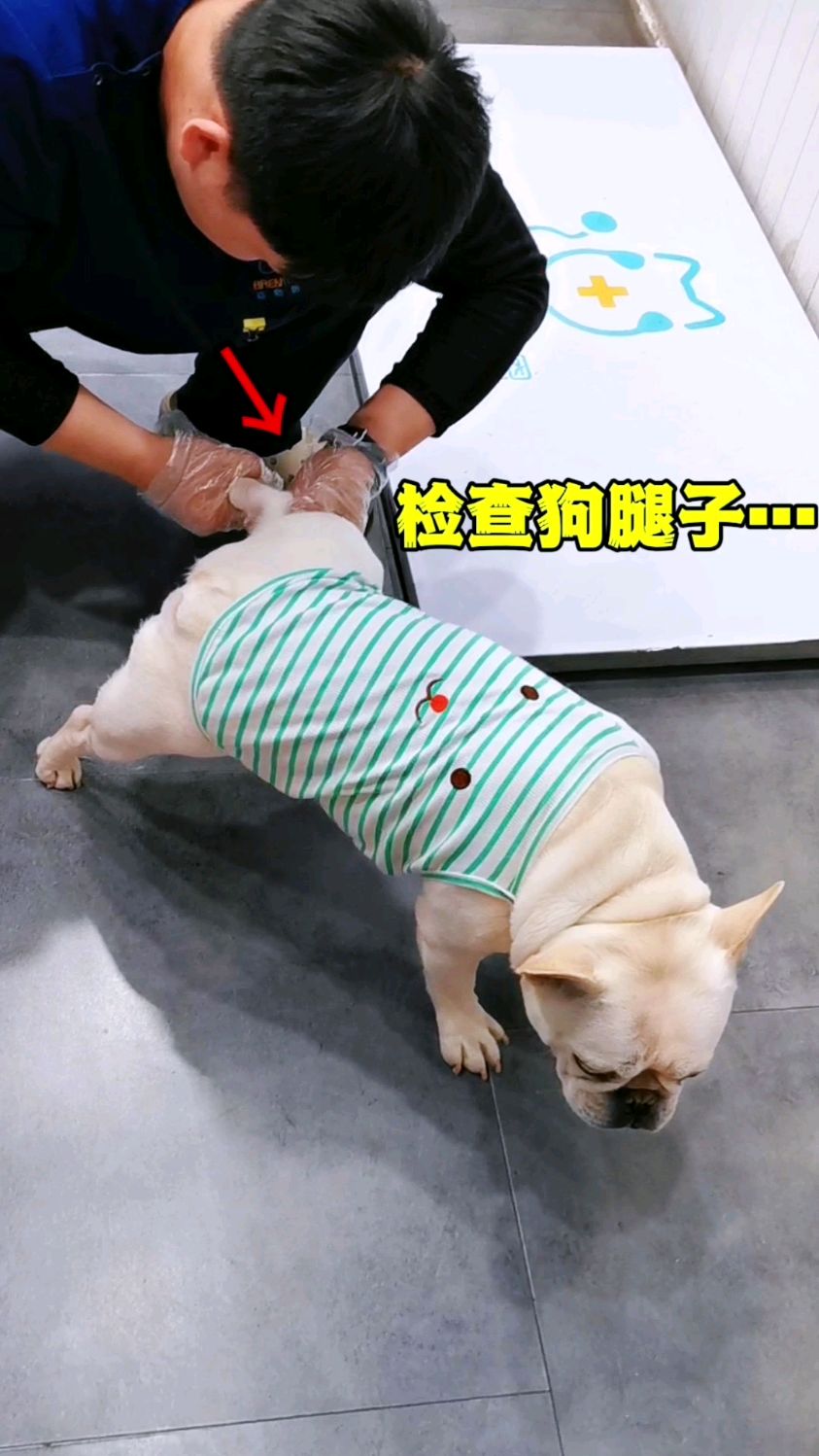 狗腿子要想健健康康的,建议从小就给狗子补充鲨鱼软骨素～