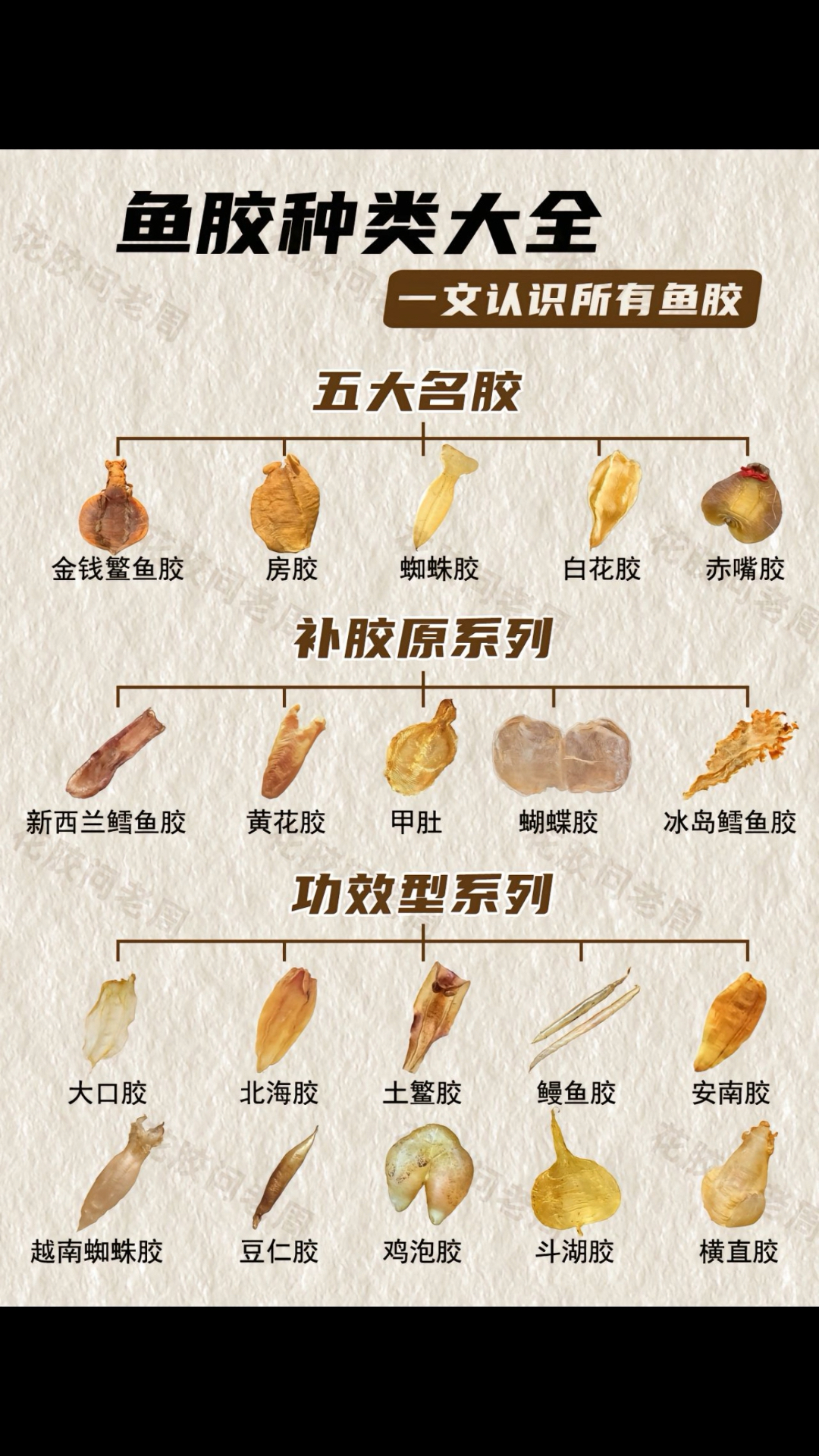 鱼胶种类大全,小白必看