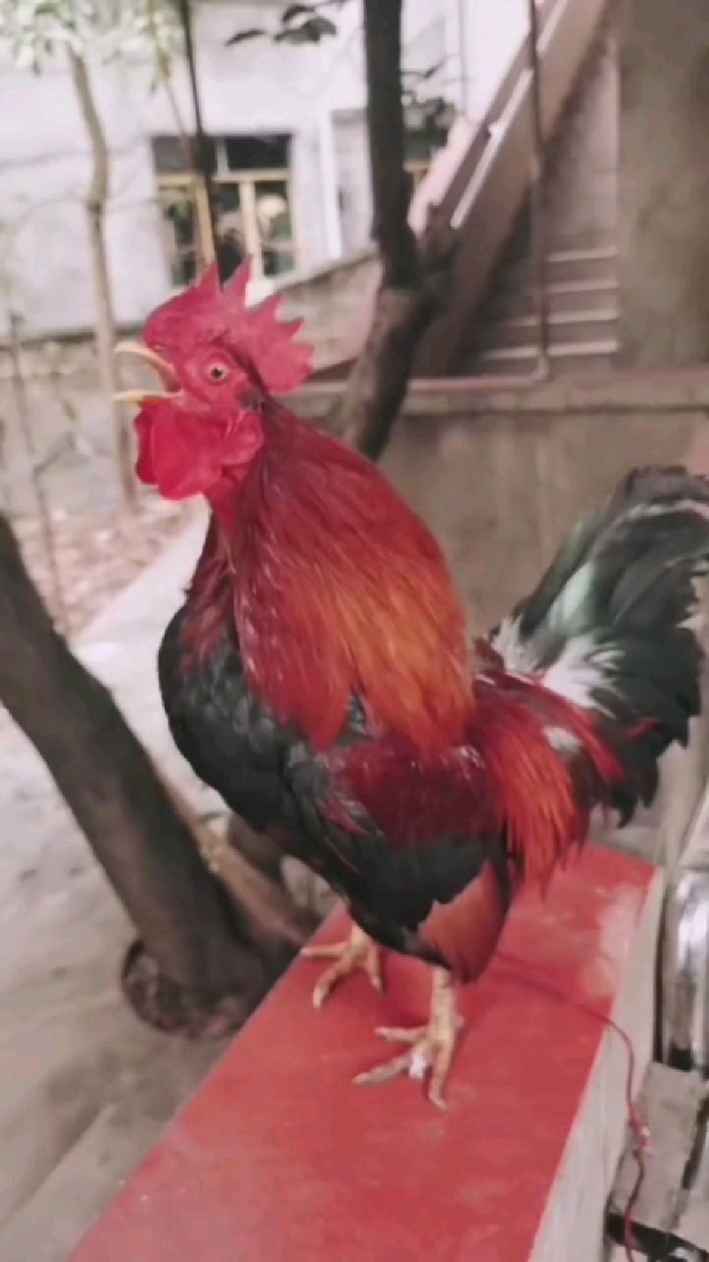 听话漂亮的公鸡你们见过多少?在你们手里你们会怎么处理它