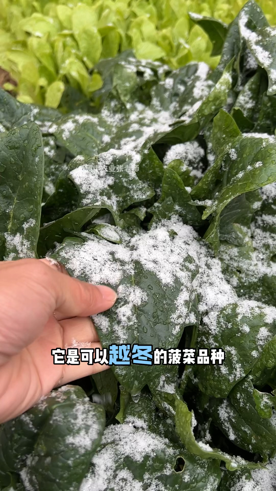 趴地菠菜,现在种能吃到明天,不怕冷能越冬!