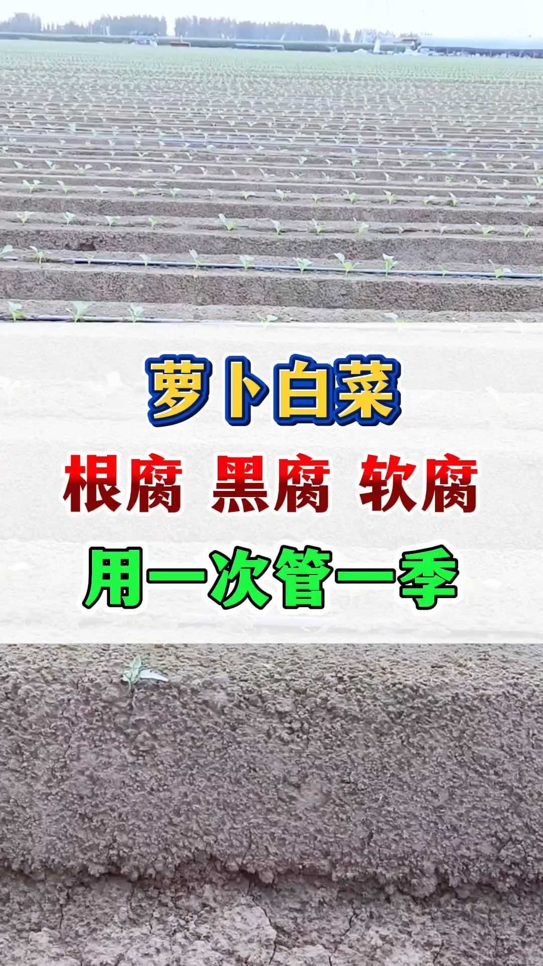 种植萝卜白菜根腐病黄叶如何防止?萝卜白菜黑腐病软腐病用什么药