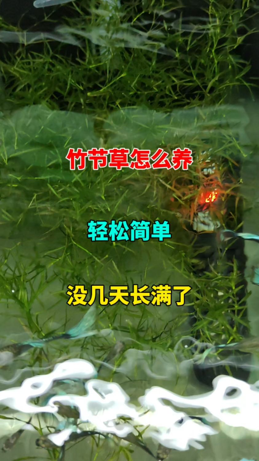 和孔雀鱼最搭的水草,家里养鱼的可以试试,效果非常好
