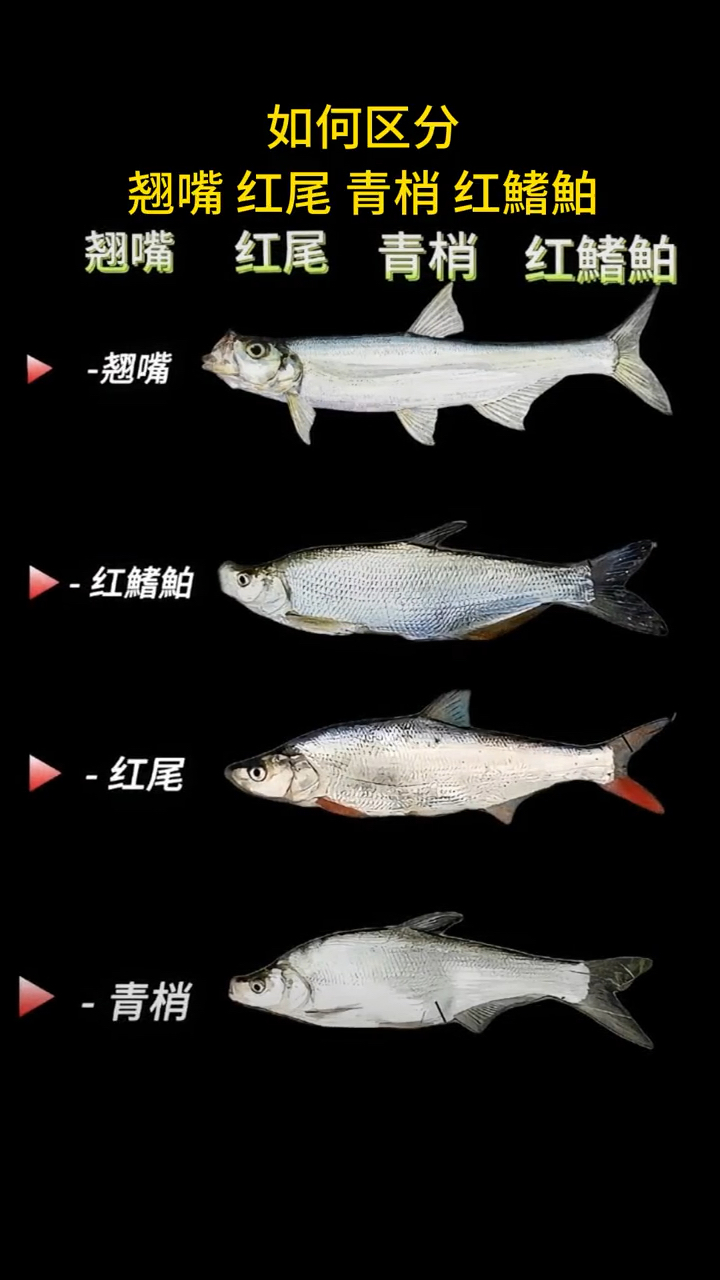 如何区分翘嘴 红尾 青稍 红鳍鲌