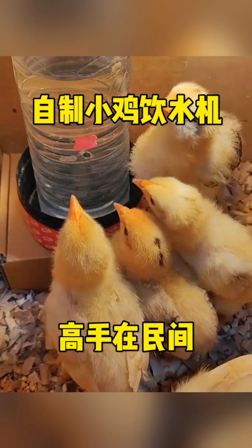 自制小鸡饮水机,高手在民间!