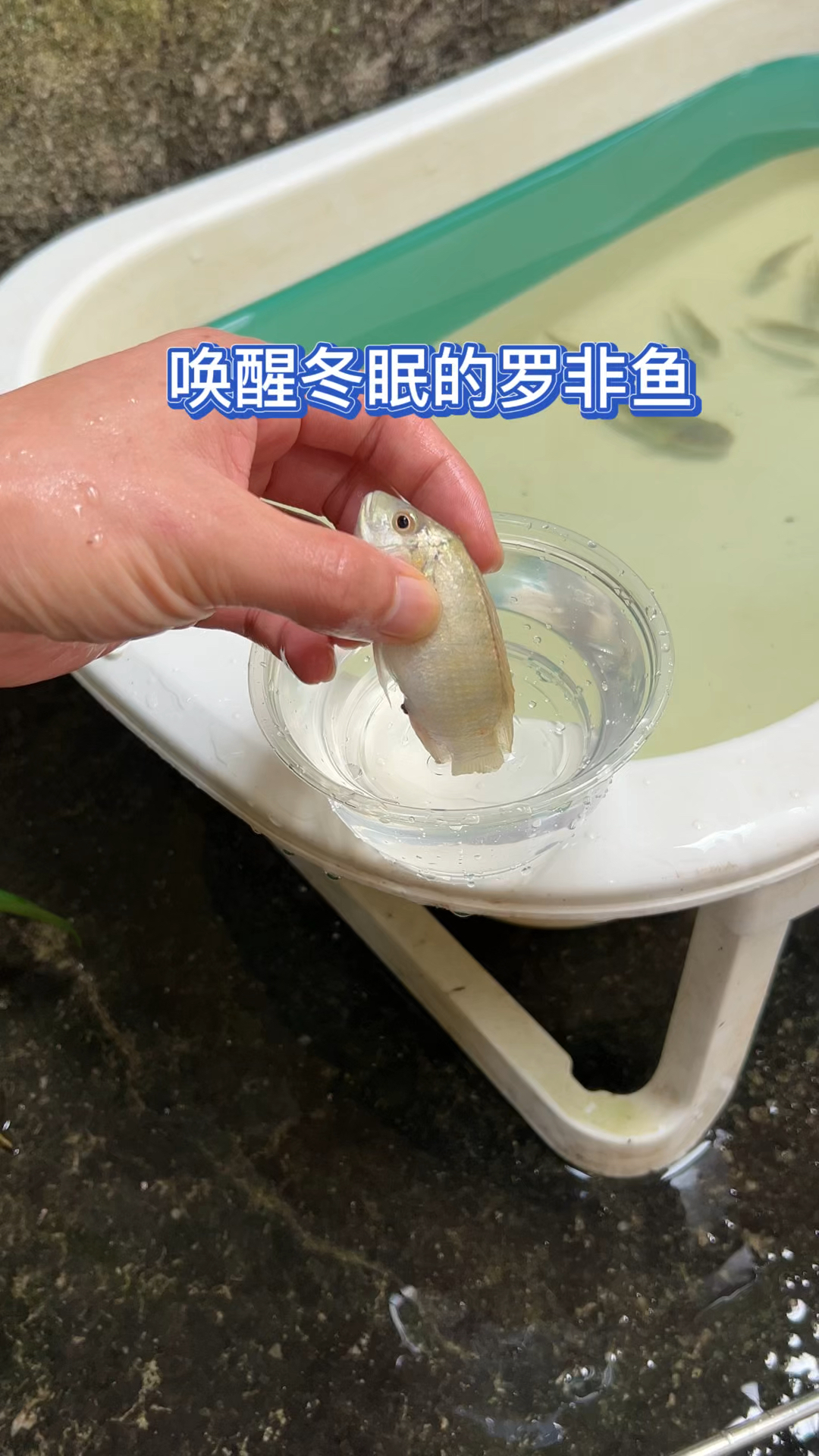 唤醒冬眠的罗非鱼?