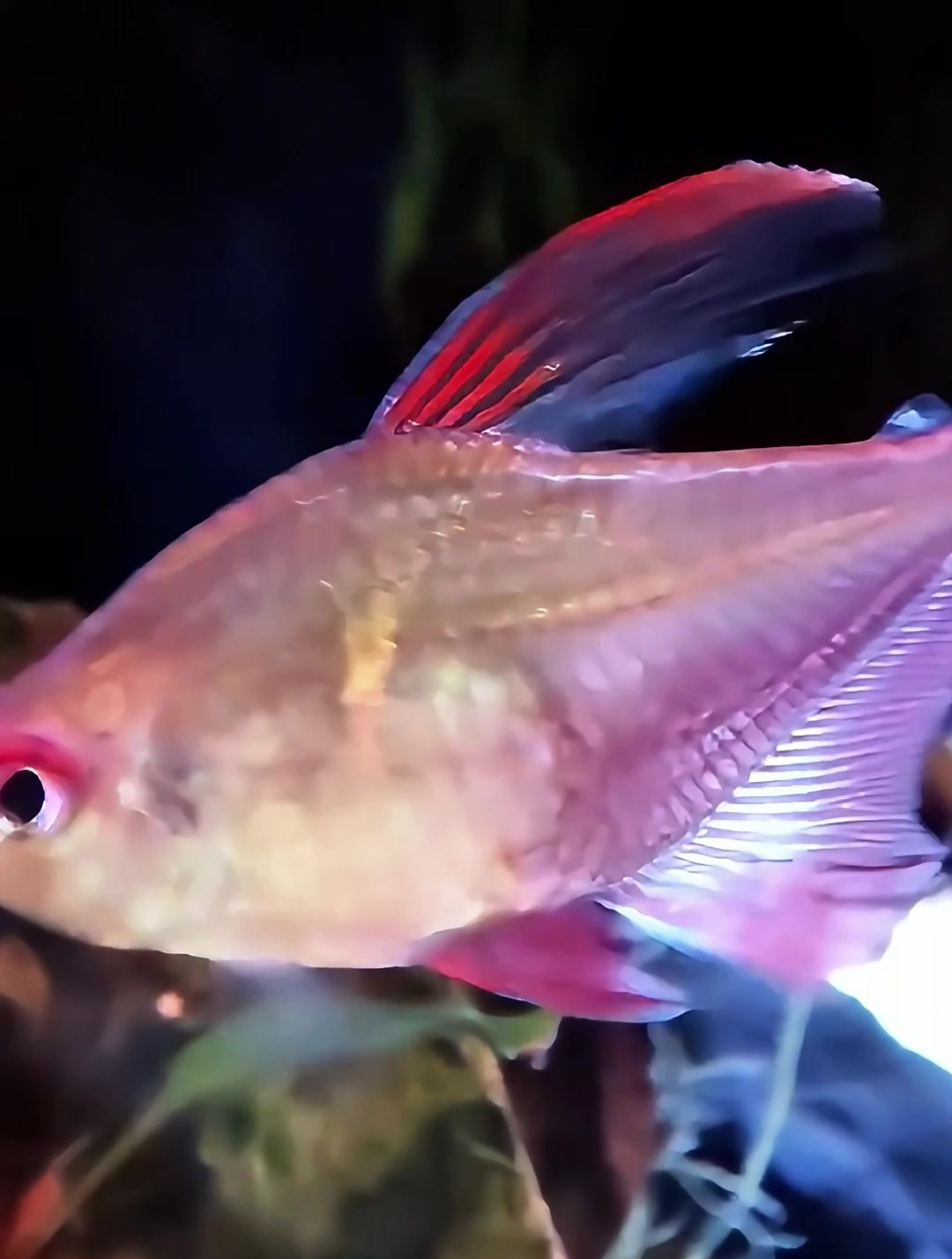 中小型观赏鱼全览,你认识多少?