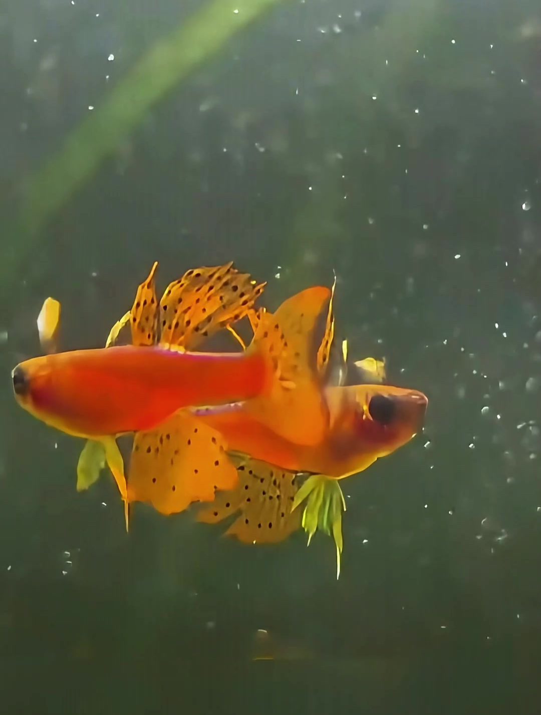 中小型观赏鱼集合,你了解几种?