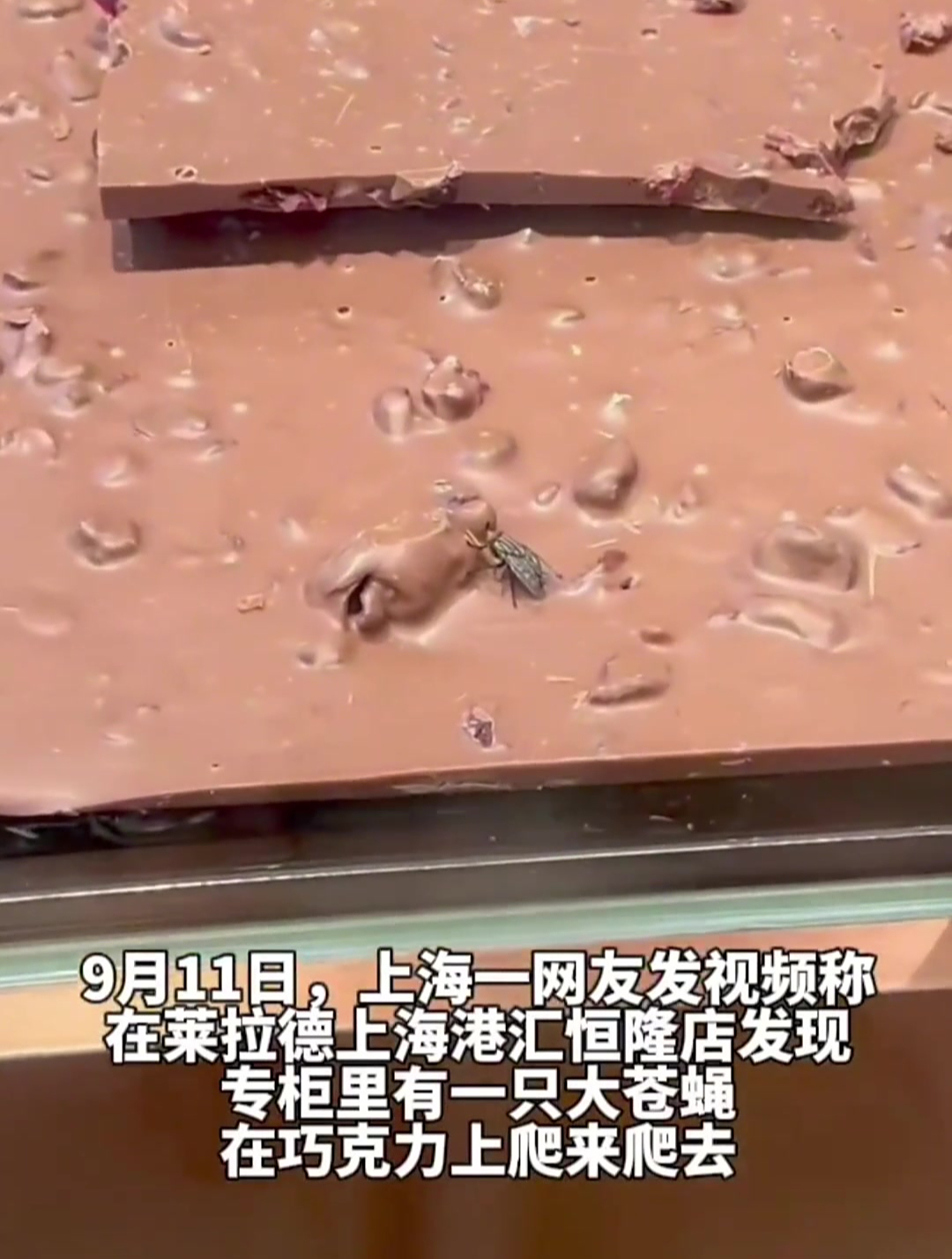 上海一巧克力专柜惊现大苍蝇,该品牌巧克力每100克103元