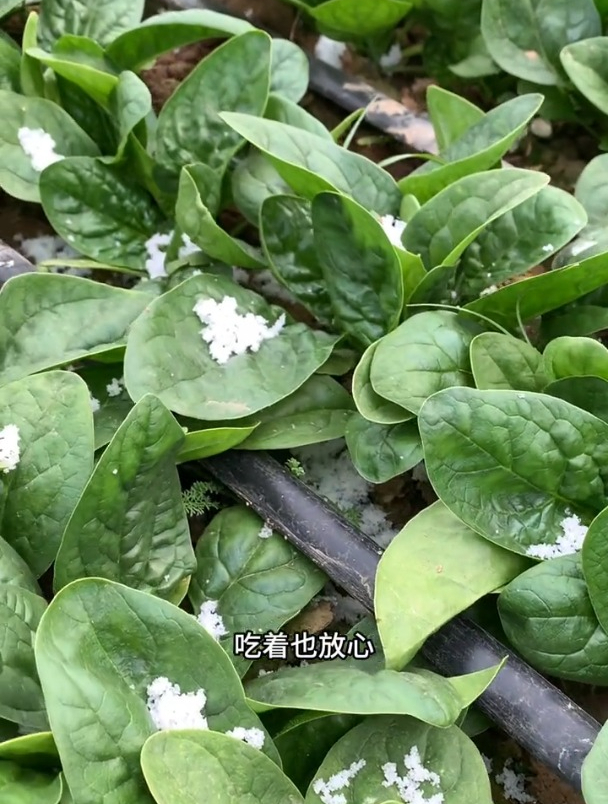 趴地菠菜种下去,能一直吃到来年春天,超市里还买不到!