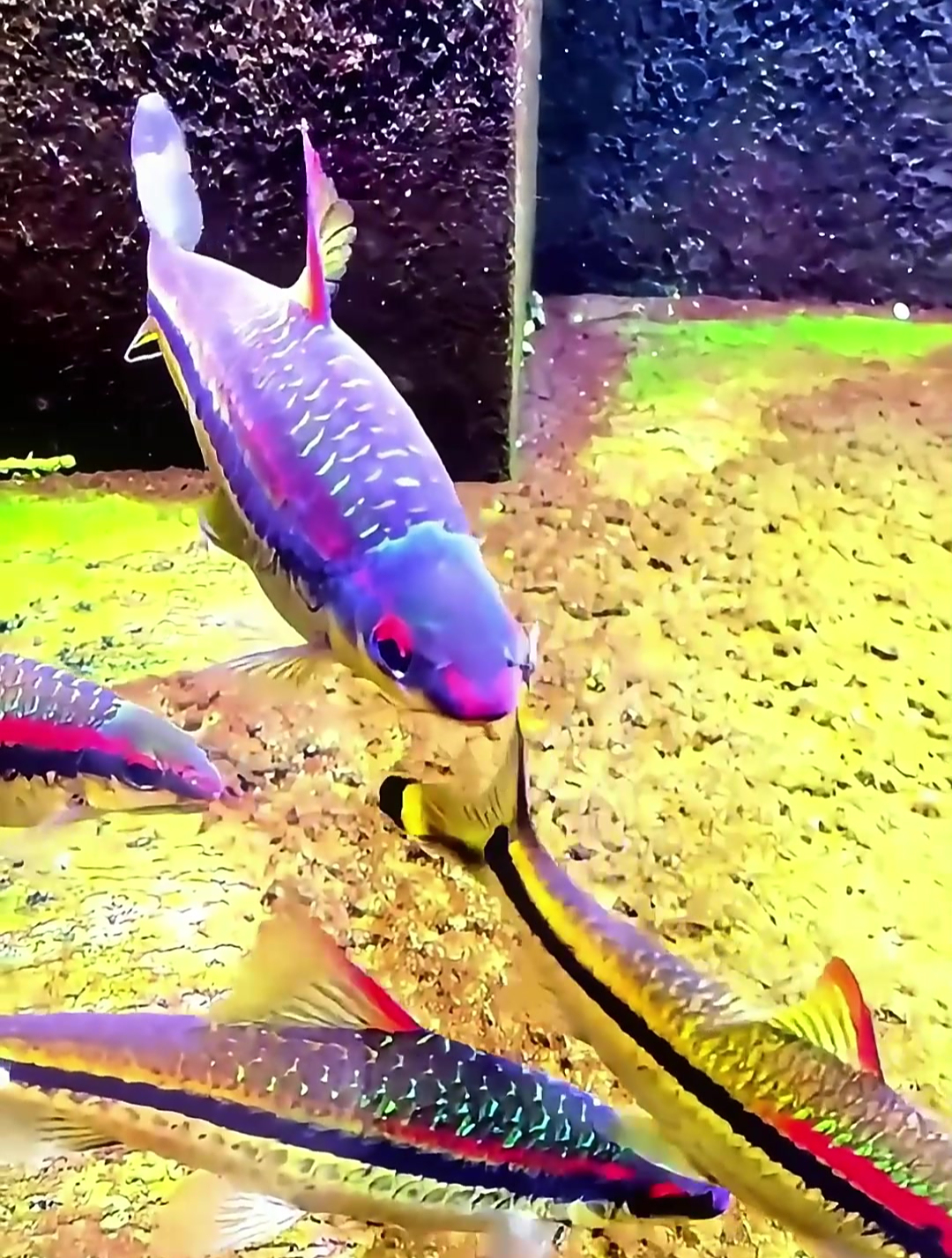 (中小型)观赏鱼盘点,你认识的有几种?