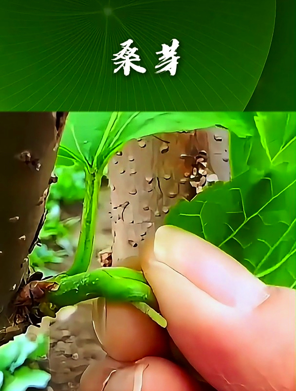 桑芽也叫桑芽菜,拿它泡茶饮用,可以让眼睛更明亮
