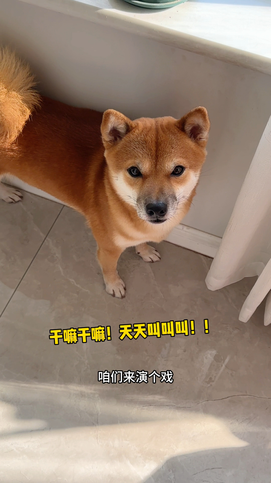 当让狗子配合表演时～
