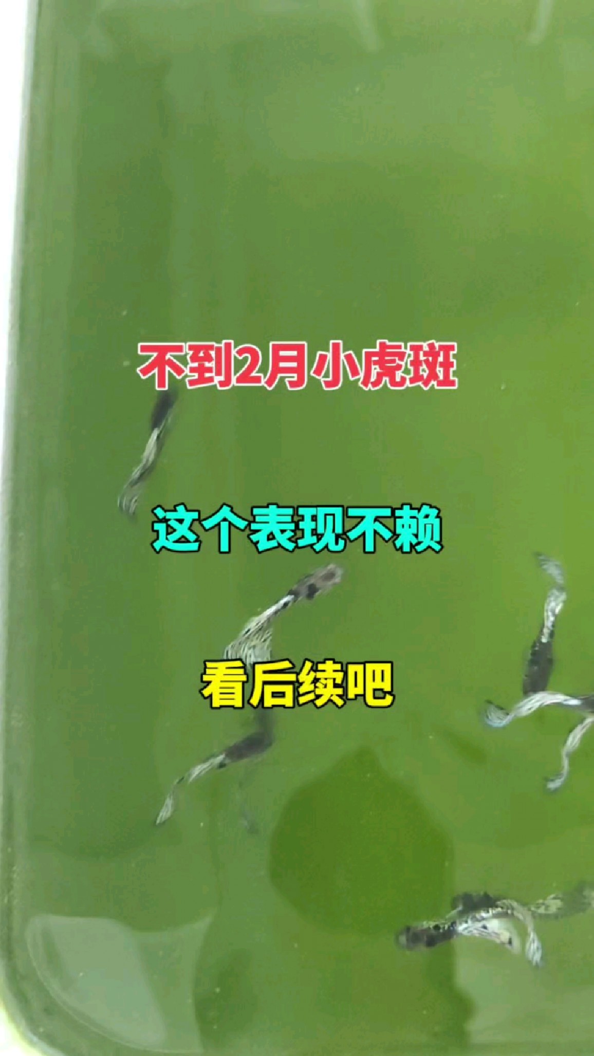 虎斑这么可爱,看后续能不能满背背,喜欢养孔雀鱼一起啊