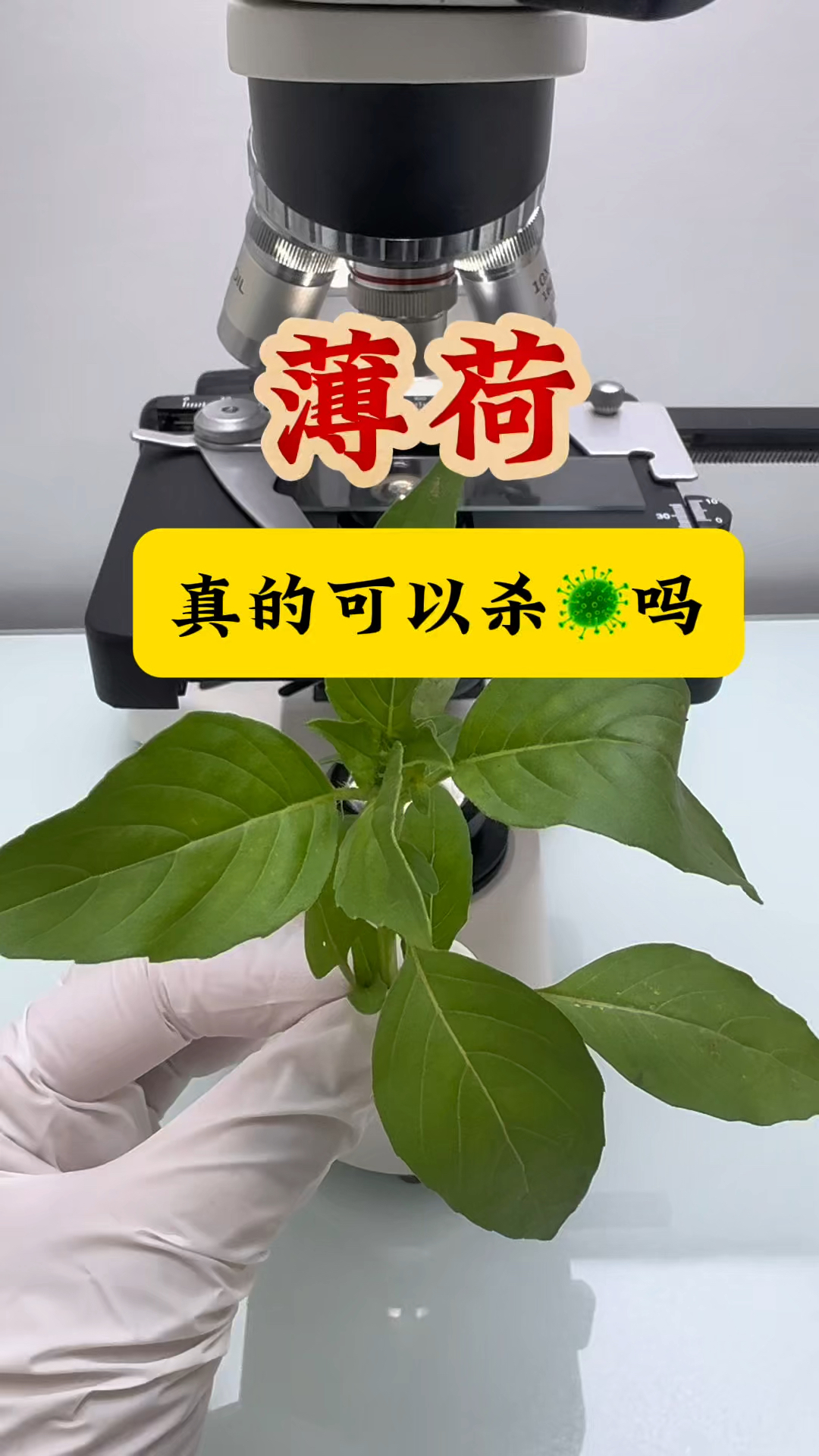 你们爱吃薄荷吗?