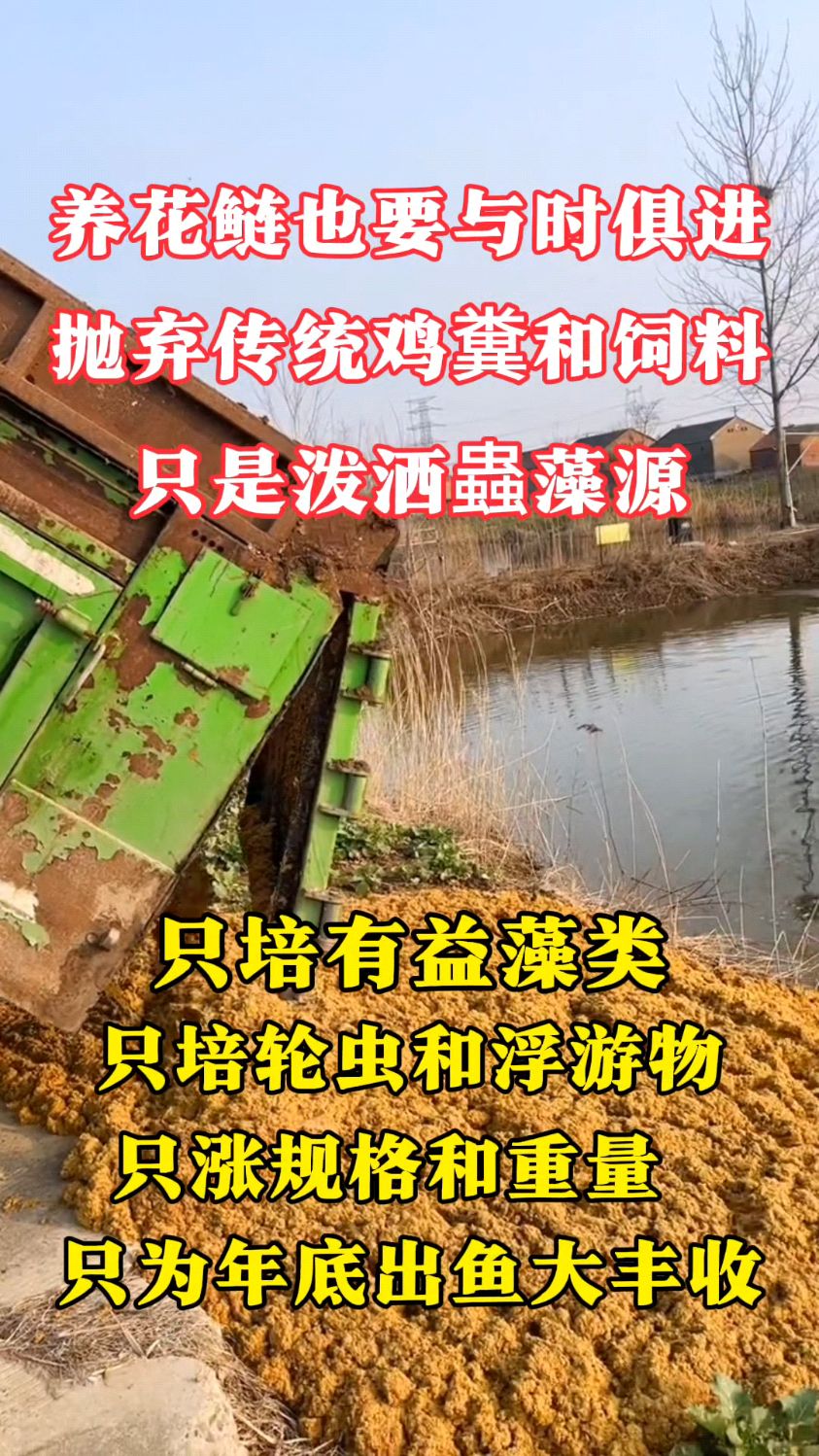 养花鲢也要与时俱进抛弃传统喂养方法