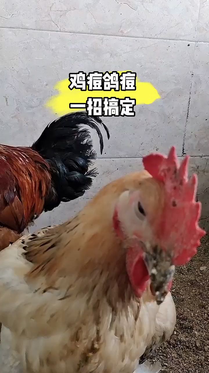 鸡有鸡痘,怎么处理啊