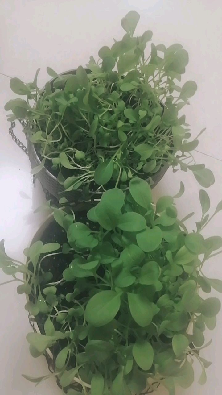 在家种的两盘鸡毛菜长成这样了